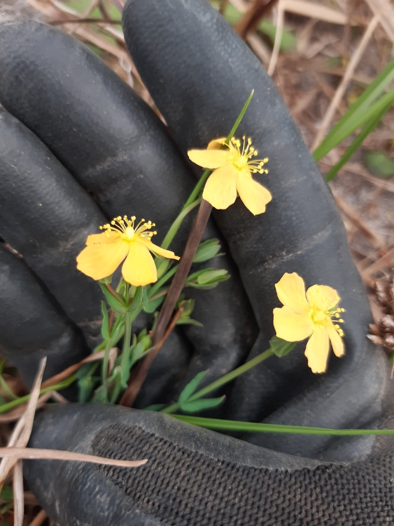 St. John's worts by claudia bibiana · iNaturalist