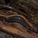 Shenandoah Salamander - Photo (c) mike_rochford, all rights reserved, uploaded by mike_rochford