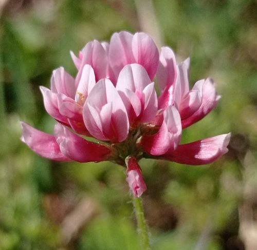 peanut clover (Trifolium polymorphum)