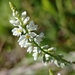 Senega pulchella - Photo (c) Enzo Edgardo Ferreyra, all rights reserved, uploaded by Enzo Edgardo Ferreyra