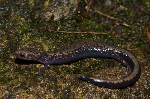 Peaks of Otter Salamander