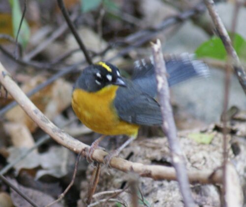 Fan-tailed Warbler (Euthlypis lachrymosa)