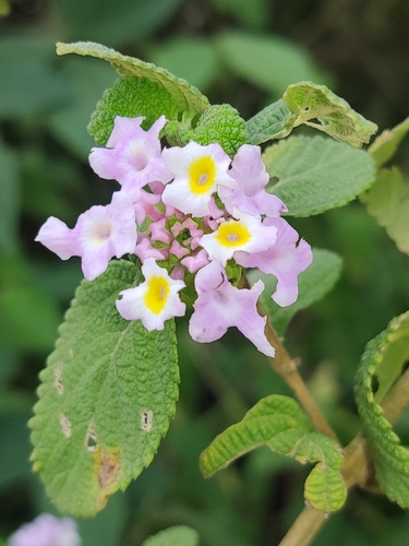 Lantana caatingensis · iNaturalist