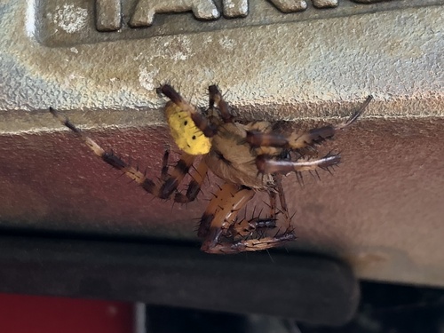 Araneus pinguis