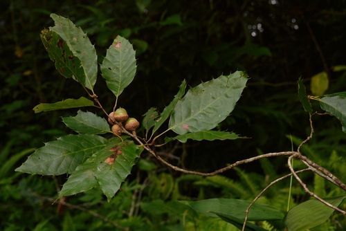 xalapa oak
