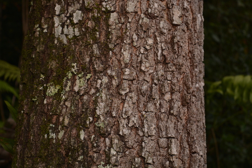xalapa oak