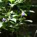 Strobilanthes oligantha - Photo (c) 石柒, כל הזכויות שמורות, הועלה על ידי 石柒