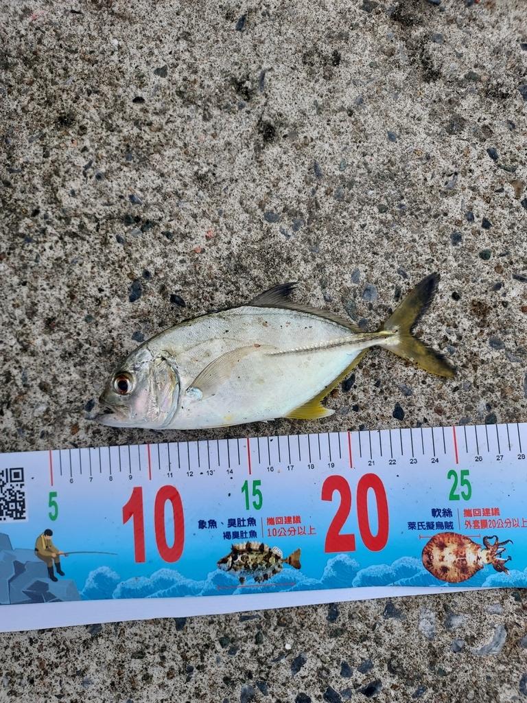 Bigeye Trevally