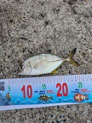 Bigeye Trevally