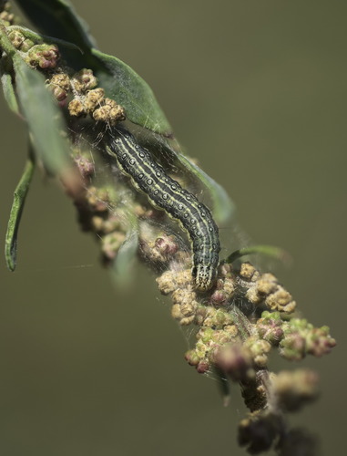 Beet Webworm Moth