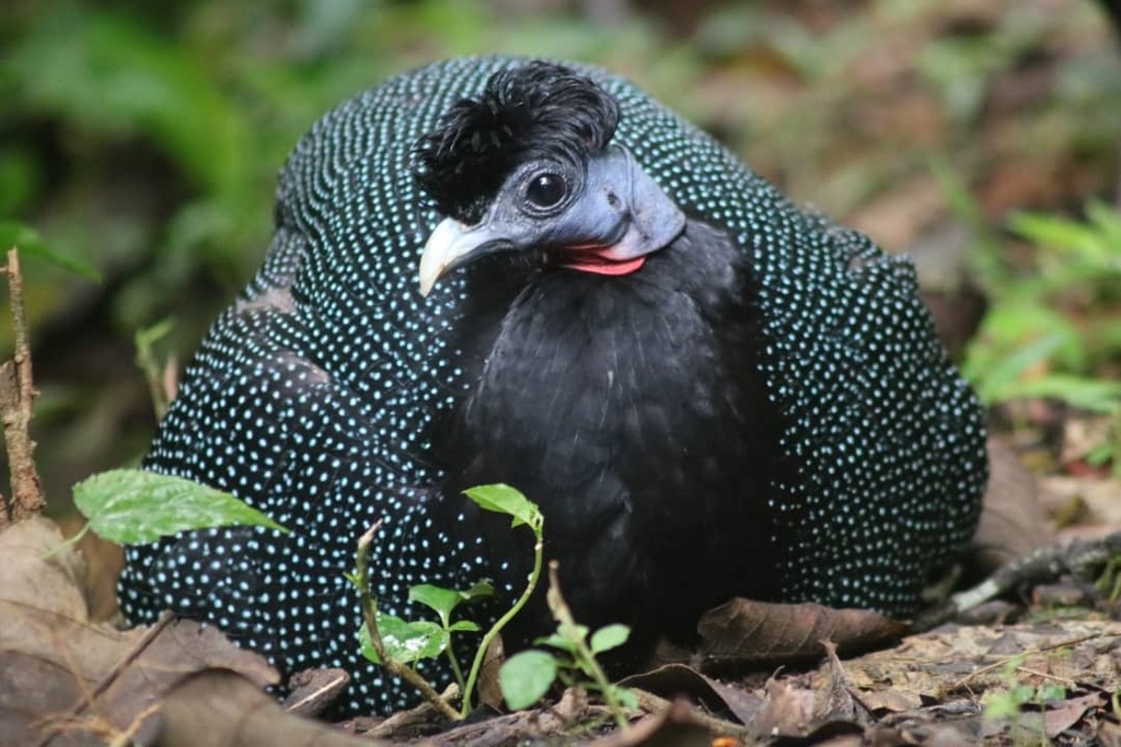 Western Crested Guineafowl (Guttera verreauxi) photo