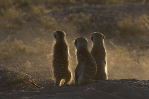 Meerkat