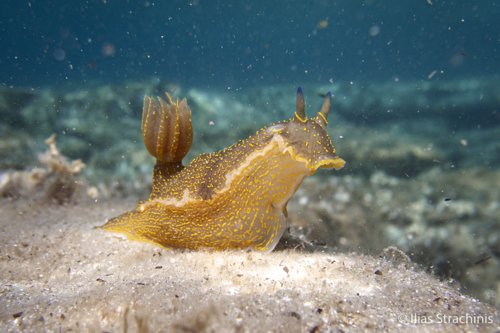 Regal Sea Goddess