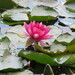 Coloured Water-Lily - Photo (c) Itzhak Solomon, all rights reserved, uploaded by Itzhak Solomon