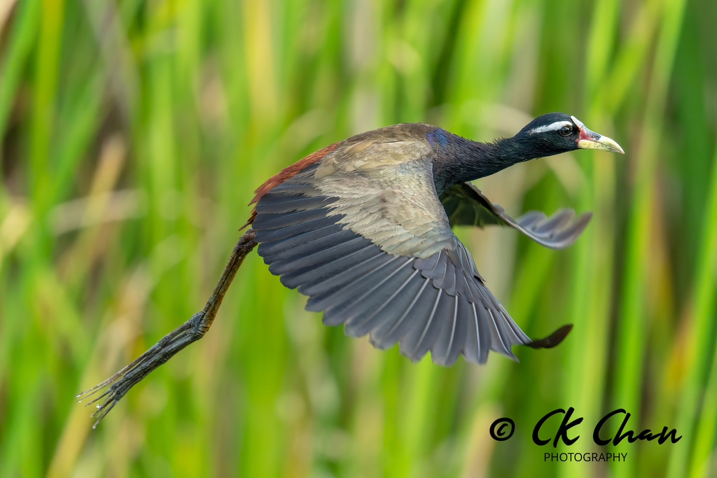 Bronze-winged Jacana (Metopidius indicus) photo