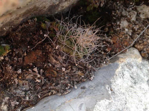 Turbinicarpus pseudomacrochele ssp. krainzianus