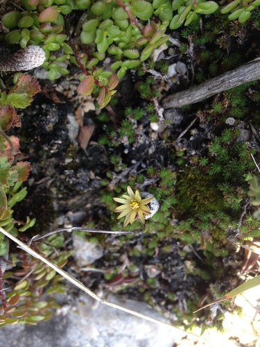 Turbinicarpus pseudomacrochele ssp. minimus