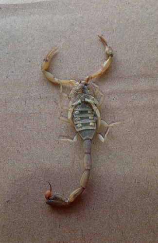Centruroides balsasensis