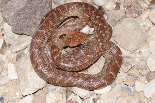 Israeli Catsnake