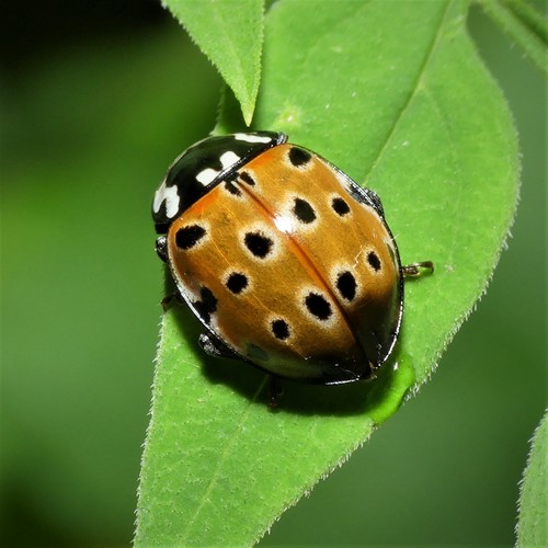 Akiuotoji Boružė nuotrauka