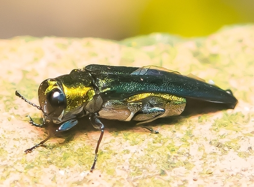 Agrilus hastulatus · iNaturalist