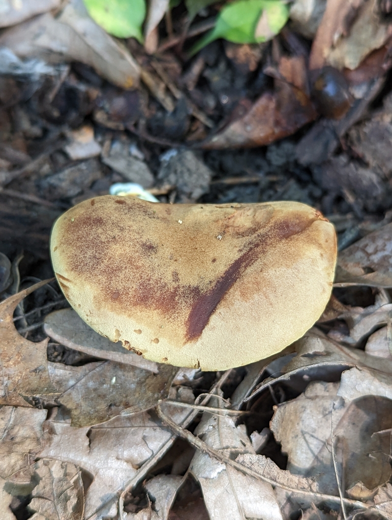 Golden Gilled Bolete from Illinois and Michigan Canal National Heritage