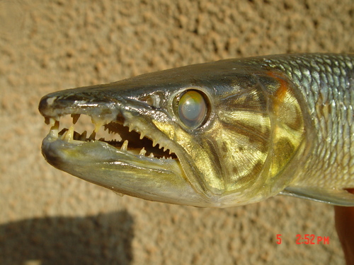 West African Pike
