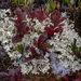 Crinkled Snow Lichen - Photo (c) John Thayer, all rights reserved, uploaded by John Thayer