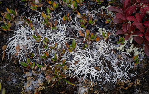 Whiteworm Lichen