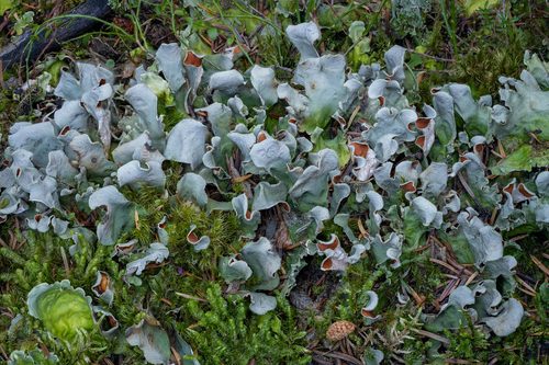 Arctic Kidney Lichen