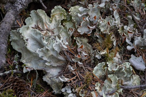 Arctic Kidney Lichen