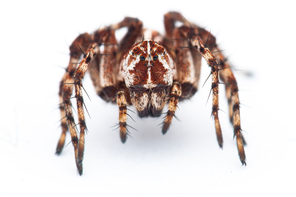 Oxyopes ramosus from Addit sko on September 06, 2022 at 0829 PM by