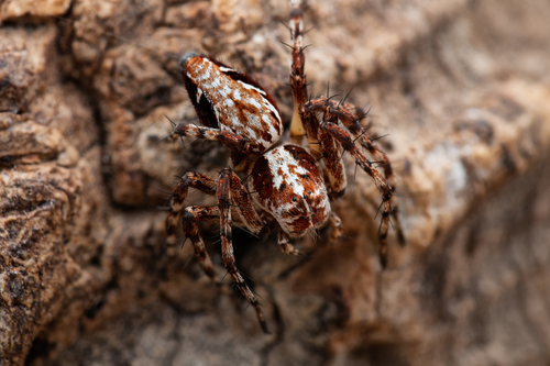 Oxyopes ramosus