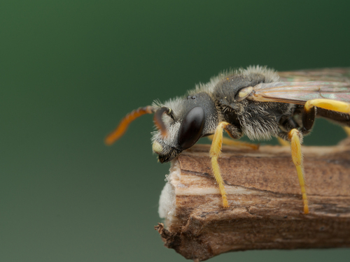 Halictus simplex