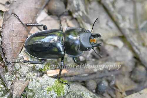 Neolucanus nitidus
