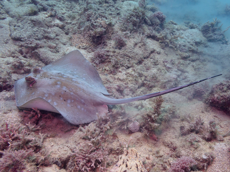 Masked Ray Coral Sea Maskray from Whitsundays QLD 4802, Australia on October 24 ...