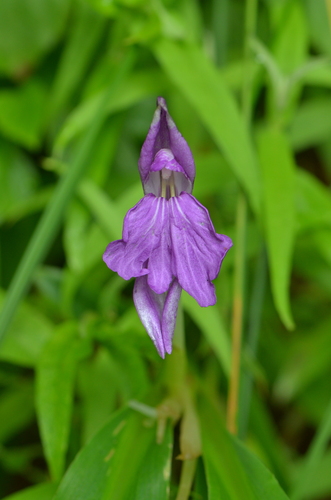 Roscoea cangshanensis