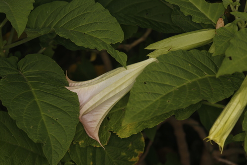 magnificent angel's trumpet