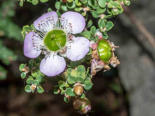 Leptospermum rotundifolium (Maiden & Betche) F.A.Rodway