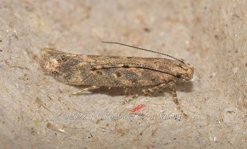 beet moth