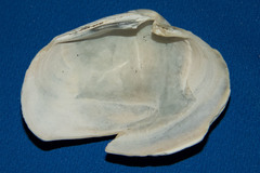 Saxidomus nuttalli image