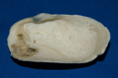 Platyodon cancellatus image