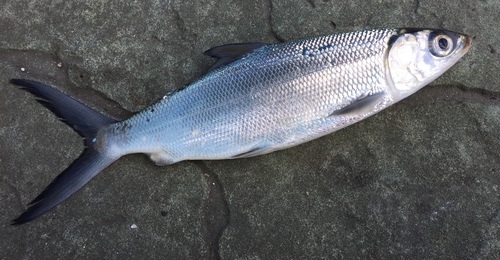Milkfish