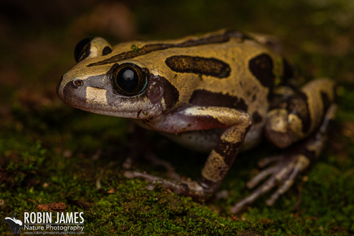 Senegal Running Frog