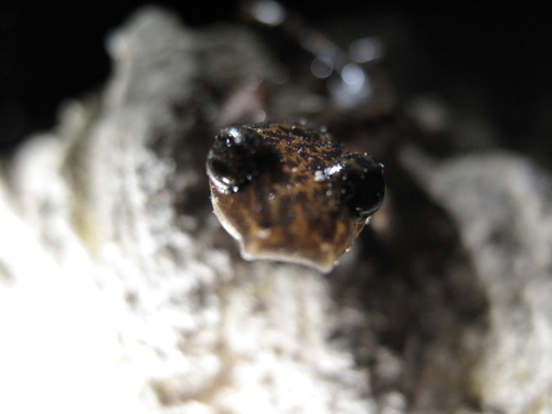 Jaguar Salamander