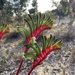 Kangaroo Paws - Photo (c) cassey_briggs, all rights reserved