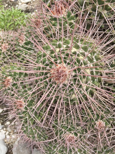 Mammillaria carnea