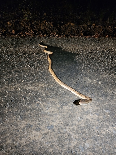 Australian Scrub Python sighting