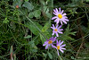 Purple Ragwort - Photo (c) Rion Cuthill, all rights reserved, uploaded by Rion Cuthill