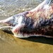 Least Beaked Whale - Photo (c) azerkalo1, all rights reserved